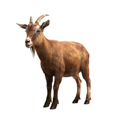 Fototapeta premium Brown goat Isolated on transparent background, png