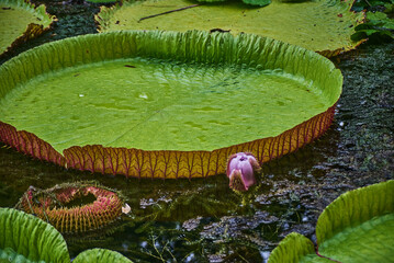 Sir Seewoosagur Ramgoolam Botanical Garden, Victoria Amazonica Giant Water Lilies, Mauritius