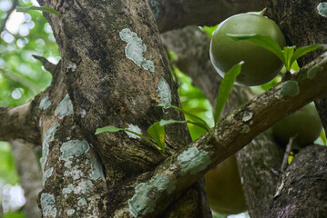 Crescentia cujete fruit with a natural background. Also called Calabash tree or mojo.
