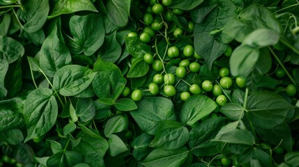 Fresh Green Peas and Leaves Texture.