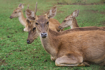 Deer, Cervus timorensis, Mauritius, Indian Ocean, East Africa