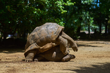 Fototapeta premium Couple of Aldabra giant tortoises endemic species - one of the largest tortoises in the world in zoo Nature park on Mauritius island. Huge reptiles portrait. Exotic animals.
