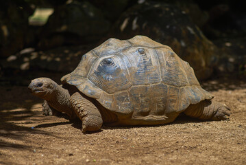 Aldabra giant tortoises endemic species - one of the largest tortoises in the world in zoo Nature park on Mauritius island. Huge reptiles portrait. Exotic animals.