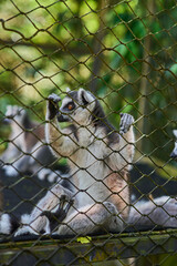 Ring-tailed Lemur in a cage - Lemur catta large strepsirrhine primate with long, black and white ringed tail, endemic to Madagascar and endangered, known locally in Malagasy as maky, maki or hira.