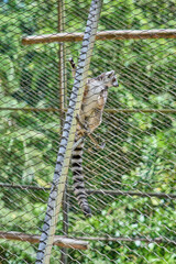 Ring-tailed Lemur in a cage - Lemur catta large strepsirrhine primate with long, black and white ringed tail, endemic to Madagascar and endangered, known locally in Malagasy as maky, maki or hira.