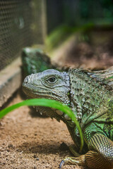 Portrait of green iguana. Exotic iguana. Mauritius island, Africa