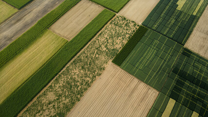 Green agricultural field patterns aerial view, Fertile farm soil, rows of crops, and sustainable farming from overhead