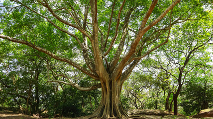 Huge Banyan Tree in Polonnaruwa Ancient City, Polonnaruwa, Sri Lanka.