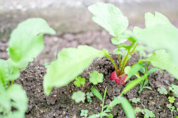 収穫時期を迎えた無農薬栽培のハツカダイコン