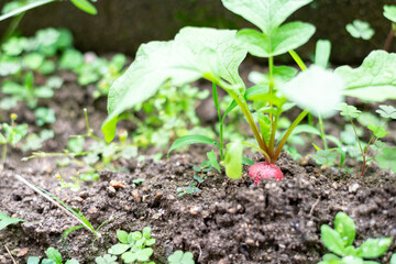 雑草と一緒に成長する無農薬栽培中のハツカダイコン