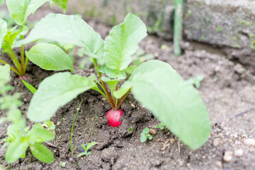 収穫時期を迎えた無農薬栽培のハツカダイコン