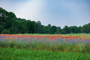 A dirt road leads past colorful flower meadows with poppies and cornflowers to a forest on the...