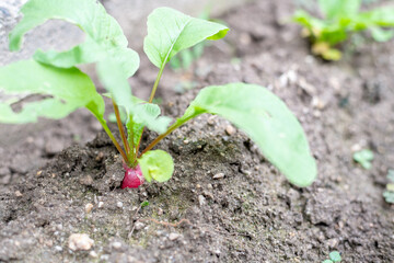 収穫時期を迎えた無農薬栽培のハツカダイコン