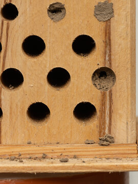 Von Parasitoid ge&ouml;ffneter Nesteingang von Roter Mauerbiene (Osmia bicornis); entferntes Verschlussmaterial (Erde) liegt unten