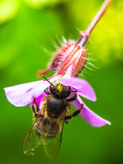 European Honey Bee, Apis mellifera, bee on pink flowers