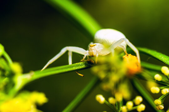Flower Crab Spider, Misumena