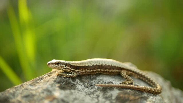 Podarcis muralis common wall lizard close-up European stone on sand reptile detail grass steppe and stones motion mighty rare on rock searching prey, wild endangered species small Europe
