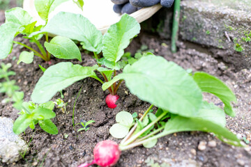 収穫時期を迎え引き抜かれて地面に置かれた無農薬栽培のハツカダイコン