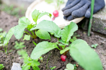収穫時期を迎えた無農薬栽培のハツカダイコン