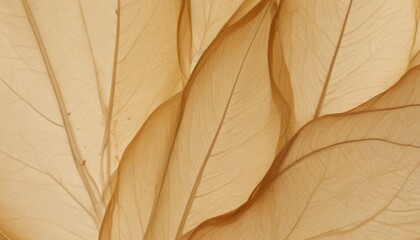 Nature abstract of flower petals, beige transparent leaves with natural texture as natural background