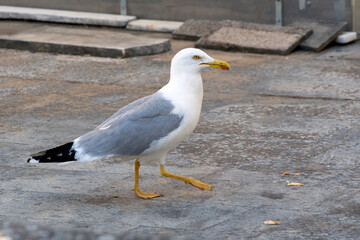  yellow-legged gull (Larus michahellis) on the ground , looking for food.