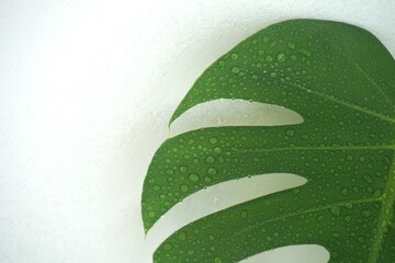 Monstera deliciosa or Swiss cheese plant on a white background. monstera leaves closeup