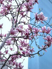 pink magnolia flowers are in bloom against the background of a blue and white wall.. Magnolia bloom.