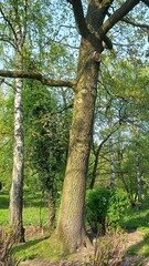 trees in the forest