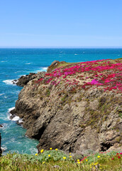 pink wildflowers blooming on the bluffs along the coast