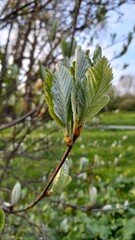 Naklejka premium Young first spring leaves on a branch