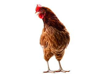 Chicken, Full body of brown chicken hen standing isolated transparent background, Laying hens...