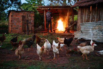 Chickens and Morning Fire on Farm