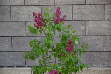 bright lilac flowers after rain