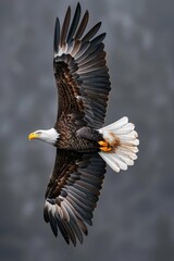 Fototapeta premium The Bald Eagle is a bird of prey found in North America. It is the national bird of the United States.