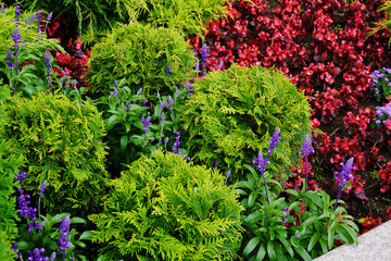 Red, Green and Purple Flowerbed