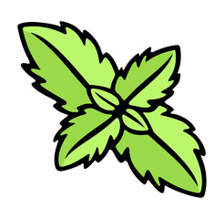 Mint and spearmint, herb, mint leaves. Spice, menthol, peppermint, leaf and leaves, illustration
