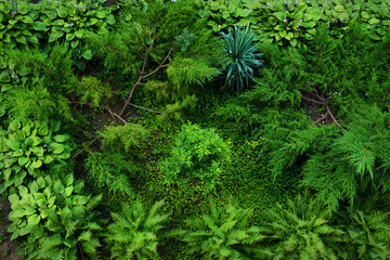 Shade-Loving Plants for gardening. Garden  Top view  