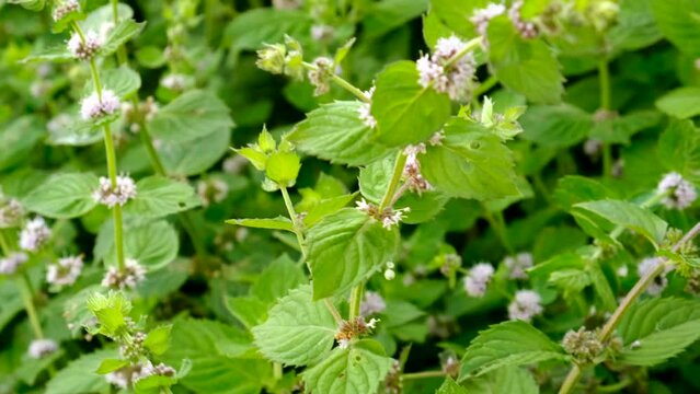 mint bloom in the garden. Selective focus.