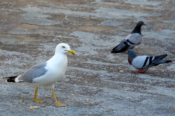 yellow-legged gull (Larus michahellis) and pigeons (Columba livia) on the ground , looking for food. selective focus
