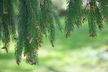 Obraz premium ドイツトウヒの若い球果 / Young strobilus of the Norway Spruce