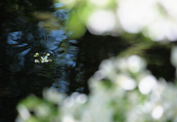 水辺に浮かんだエゾノウワミズザクラの花びら / Petals of a Padus avium floating...