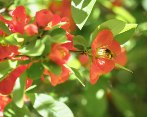 ボケの蜜を吸うミツバチ / A bee sucking nectar from a flowering quince
