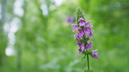 Obraz premium Stachys palustris grows among grasses in wild. Barsh woundwort or marsh hedgenettle and hedge nettle. Close up.