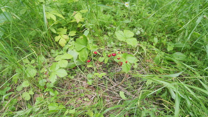 Fruit of woodland strawberry. Wild woodland strawberry with ripe red fruits in a forest. Wide shot.
