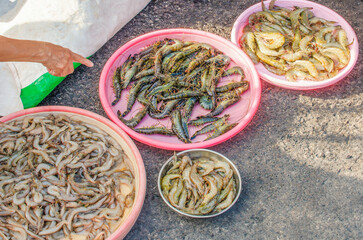 selling shrimp at an asian street market