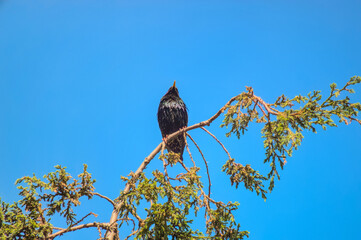 Black little bird starling sitting on a branch of a tree during hot warm summer day in sun light