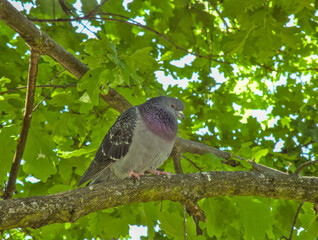 Dove bird sitting on a branch of a green tree during summer sunny day