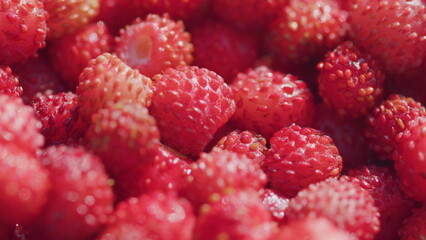 Sweet and fragrant berry. Forest tasty berry harvest. Close up. Pan.