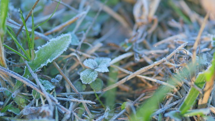 Fototapeta premium Frozen green grass. Lawn in a frosty morning. Grass background in pastel colors. Rack focus.