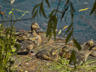 Adorable ducks, ducklings close up near river relaxing during sunny warm summer day in sun light